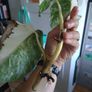 monstera albo Image 8