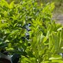 Laurel bushes Image 2