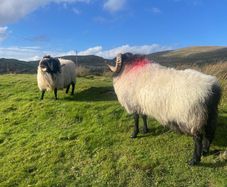 Blackface Rams