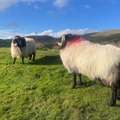 Blackface Rams
