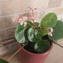 House plant Begonia Red Ruby Image 5