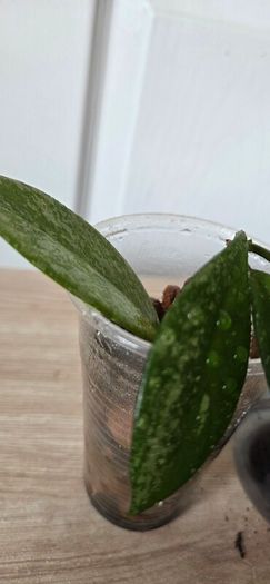 Hoya
