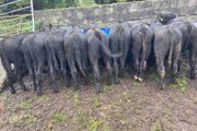Abereen Angus Calfs