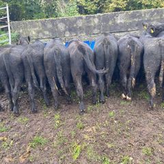 Abereen Angus Calfs