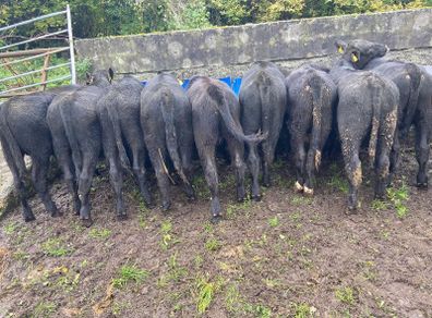 Abereen Angus Calfs