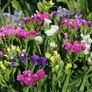(S) Statice Mixed Seeds 0.3g (883690) Image 3