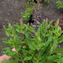 30 super flowering plants/shrubs Image 8