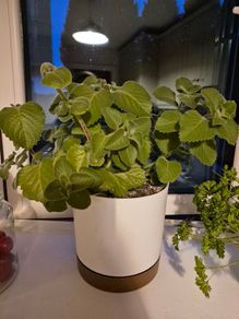 Cuban Oregano / Mexican Mint