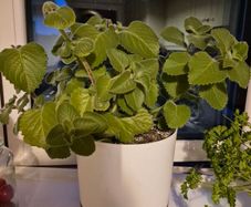 Cuban Oregano / Mexican Mint