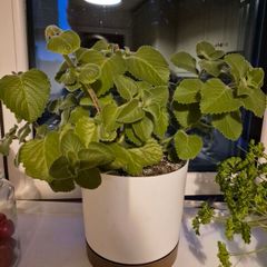 Cuban Oregano / Mexican Mint