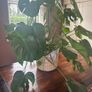 Large Monstera Plant Image 3