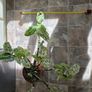 House Plant Image 3