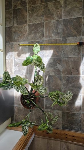 House Plant
