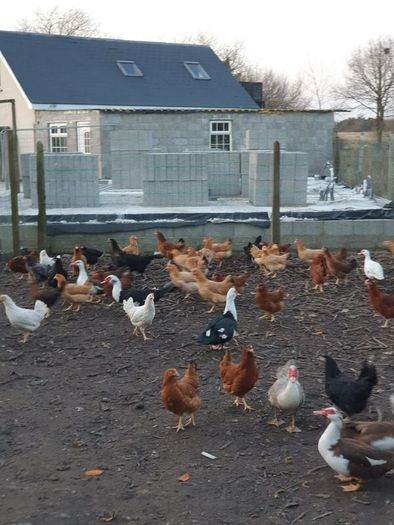 Pullets/hens/roosters/point of lay/