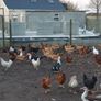 Hens/pullets Image 2