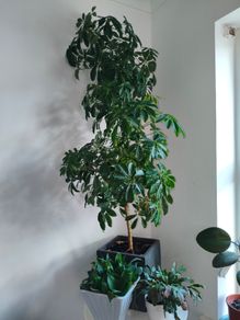 plant umbrella tree 150cm
