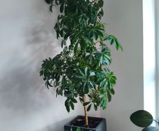 plant umbrella tree 150cm