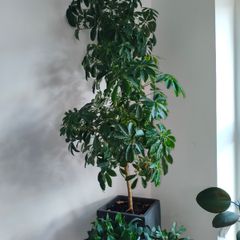 plant umbrella tree 150cm