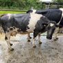 Shorthorn cows Image 8