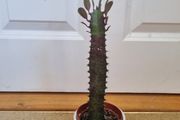 Euphorbia Trigona Rubra cactus succulent