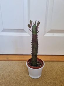Euphorbia Trigona Rubra cactus succulent