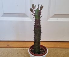 Euphorbia Trigona Rubra cactus succulent