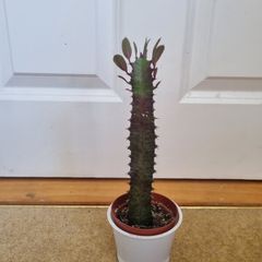 Euphorbia Trigona Rubra cactus succulent