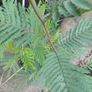 Acacia dealbata tree Image 2
