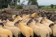 Suffolk Cheviot hoggets