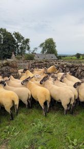 Suffolk Cheviot hoggets