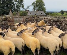 Suffolk Cheviot hoggets