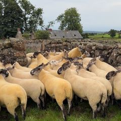 Suffolk Cheviot hoggets