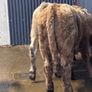 4 top quality suckler bred bull Weanlings for sale Image 5