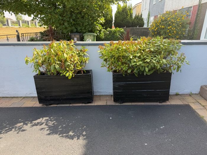 free plants