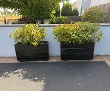 free plants