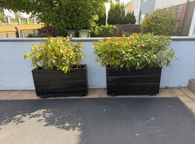 free plants