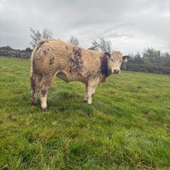 Show roan BB heifer