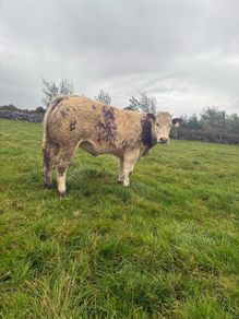 Show roan BB heifer