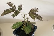 Persian silk tree/ Mimosa