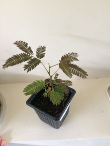 Persian silk tree/ Mimosa