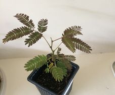 Persian silk tree/ Mimosa
