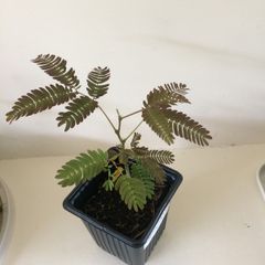 Persian silk tree/ Mimosa