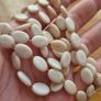Shell beads in ivory necklace. Image 4