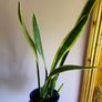 plant collection Image 4