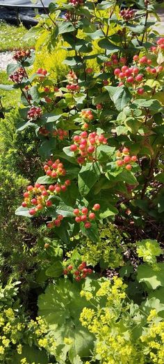 Hypericum, ST John's Worth shrub/bush