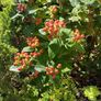 Large Hypericum bush (St John's Worth) in a pot Image 3