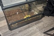 40 Gallon Exo Terra Enclosure