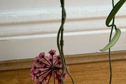 Blooming hoya