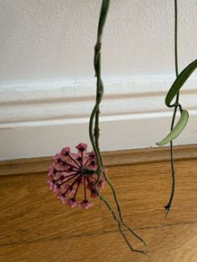 Blooming hoya