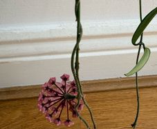Blooming hoya